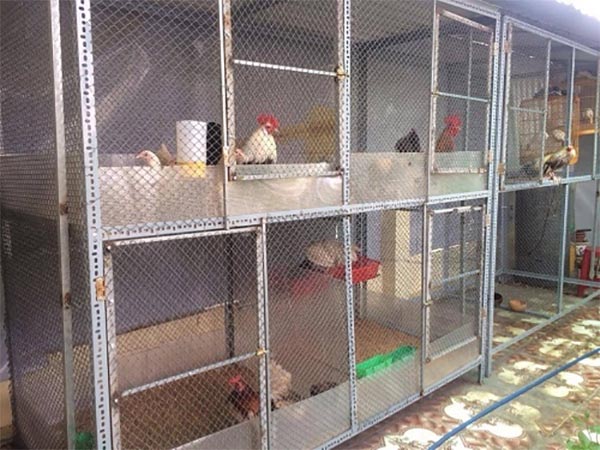 Xu hướng làm chuồng gà bằng kệ sắt V lỗ đa năng Xu hướng làm chuồng gà bằng kệ sắt V lỗ đa năng